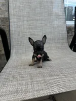 marla, a female Chihuahua for sale in Houston, TX – 6 of 8