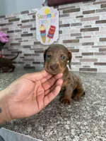 Cooper, a male Miniature Dachshund for sale in Houston, TX – 6 of 9