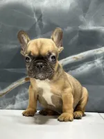 Frankie, a male French Bulldog for sale in Houston, TX – Photo 2 of 8