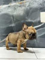 Frankie, a male French Bulldog for sale in Houston, TX – Photo 7 of 8