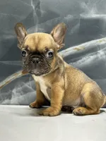 Frankie, a male French Bulldog for sale in Houston, TX – Photo 4 of 8