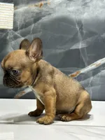 Frankie, a male French Bulldog for sale in Houston, TX – Photo 6 of 8