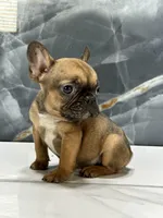 Frankie, a male French Bulldog for sale in Houston, TX – Photo 1 of 8