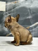 Frankie, a male French Bulldog for sale in Houston, TX – Photo 5 of 8