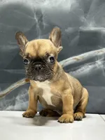 Frankie, a male French Bulldog for sale in Houston, TX – Photo 3 of 8