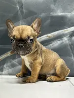 Frankie, a male French Bulldog for sale in Houston, TX – Photo 8 of 8