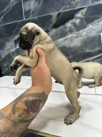 Miley, a female Pug for sale in Houston, TX – 3 of 3