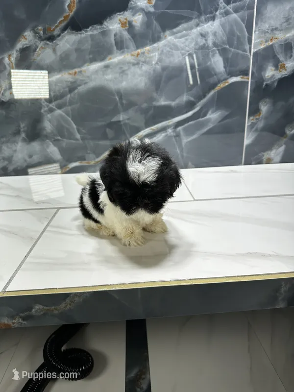 Tina – Shih Tzu puppy for sale in Houston, TX