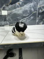 Tina, a female Shih Tzu for sale in Houston, TX – 1 of 4