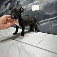 Phoebe, a female Bull Terrier for sale in Houston, TX – Photo 2 of 2