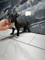 Phoebe, a female Bull Terrier for sale in Houston, TX – Photo 2 of 2