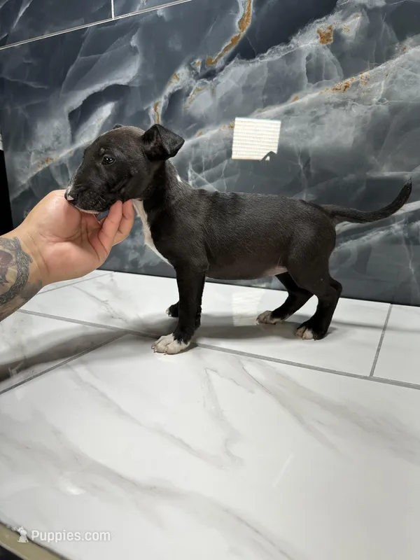 Phoebe, a female Bull Terrier for sale in Houston, TX – Photo 1 of 2