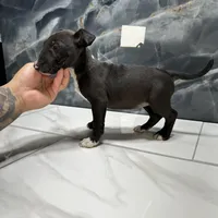 Phoebe, a female Bull Terrier for sale in Houston, TX – Photo 1 of 2