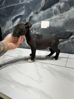 Phoebe, a female Bull Terrier for sale in Houston, TX – Photo 1 of 2