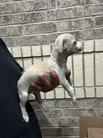 Mikey, a male Chihuahua for sale in Houston, TX – 2 of 3