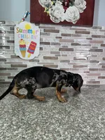 Tiger, a male Miniature Dachshund for sale in Houston, TX – 2 of 3
