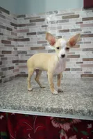 Nina, a female Chihuahua for sale in Houston, TX – 2 of 5