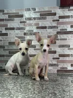 Lola, a female Chihuahua for sale in Houston, TX – 3 of 3