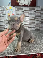 Rolly, a male French Bulldog for sale in Houston, TX – 2 of 4