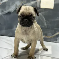 Mona, a female Pug for sale in Houston, TX – Photo 2 of 7