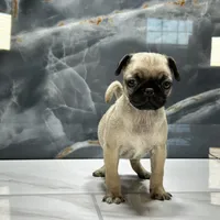 Mona, a female Pug for sale in Houston, TX – Photo 7 of 7