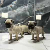 Mona, a female Pug for sale in Houston, TX – Photo 5 of 7