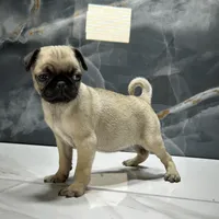 Mona, a female Pug for sale in Houston, TX – Photo 3 of 7