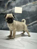 processed/dea22e41-88bd-44bc-8906-abe0cdf4307a/listing/8b3727da-287e-48c6-8f9d-5bd2c2e587ff/6277b4e9-4d63-4bb9-8cdd-700bf297fdf2