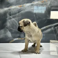 Mona, a female Pug for sale in Houston, TX – Photo 6 of 7