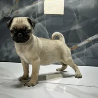 Mona, a female Pug for sale in Houston, TX – Photo 1 of 7