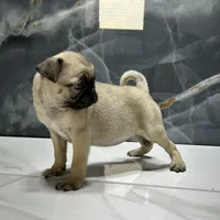 Mona, a female Pug for sale in Houston, TX – Photo 4 of 7