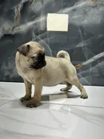 processed/dea22e41-88bd-44bc-8906-abe0cdf4307a/listing/8b3727da-287e-48c6-8f9d-5bd2c2e587ff/a01d207b-9ebc-43f7-9b9c-34ff1d09c987