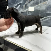 Alexia, a female Bull Terrier for sale in Houston, TX – Photo 5 of 6