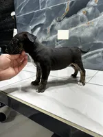 Alexia, a female Bull Terrier for sale in Houston, TX – Photo 5 of 6