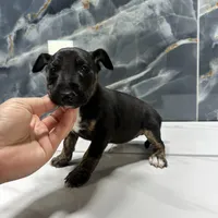 Alexia, a female Bull Terrier for sale in Houston, TX – Photo 3 of 6