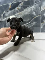 Alexia, a female Bull Terrier for sale in Houston, TX – Photo 3 of 6