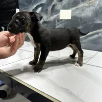 Alexia, a female Bull Terrier for sale in Houston, TX – Photo 4 of 6