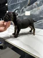 Alexia, a female Bull Terrier for sale in Houston, TX – Photo 4 of 6