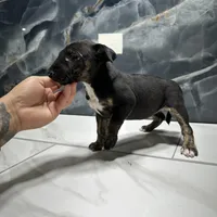 Alexia, a female Bull Terrier for sale in Houston, TX – Photo 6 of 6