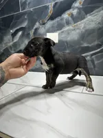 Alexia, a female Bull Terrier for sale in Houston, TX – Photo 6 of 6