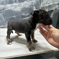 Alexia, a female Bull Terrier for sale in Houston, TX – Photo 2 of 6