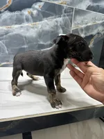 Alexia, a female Bull Terrier for sale in Houston, TX – Photo 2 of 6