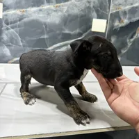 Alexia, a female Bull Terrier for sale in Houston, TX – Photo 1 of 6