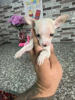 Mina, a female Chihuahua for sale in Houston, TX – 4 of 4