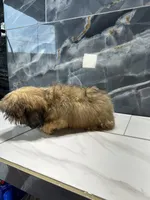 frank, a male Shih Tzu for sale in Houston, TX – Photo 5 of 8