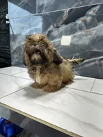 frank, a male Shih Tzu for sale in Houston, TX – Photo 6 of 8