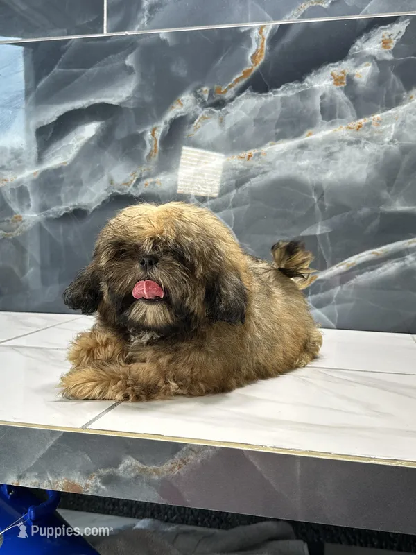 frank – Shih Tzu puppy for sale in Houston, TX