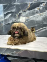 frank, a male Shih Tzu for sale in Houston, TX – Photo 1 of 8
