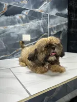 frank, a male Shih Tzu for sale in Houston, TX – Photo 7 of 8