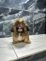 frank, a male Shih Tzu for sale in Houston, TX – Photo 4 of 8